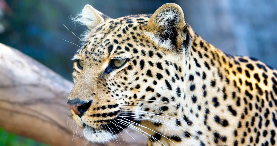 Leopard-01