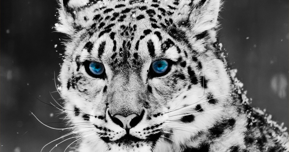 Snow-Leopard---Black-And-White-Portrait