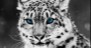 Snow-Leopard---Black-And-White-Portrait